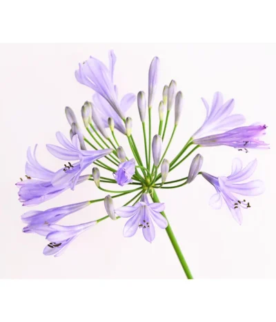 Schmucklilie -Haus Pflanzen Welt 8583031 WE DE 002 AgapanthusBlauT13