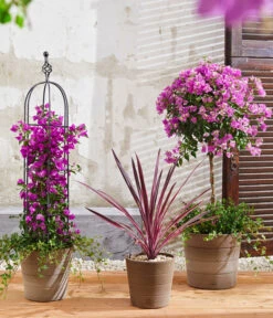 Drillingsblume, Stämmchen -Haus Pflanzen Welt 8583684 8684482 WE MO 003 KuebelpflanzenBougainvilleaCordyline 1