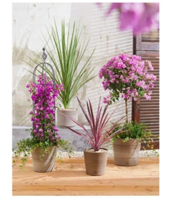 Drillingsblume, Ministamm -Haus Pflanzen Welt 8583684 PR MO 001 KuebelpflanzenBougainvilleaCordyline 8684482