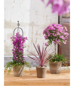 Keulenlilie 'Pink Passion' 9 Keulenlilie 'Pink Passion' -Haus Pflanzen Welt 8583684 PR MO 004 KuebelpflanzenBougainvilleaCordyline 8684482