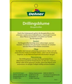 Drillingsblume, Ministamm -Haus Pflanzen Welt 8583700 DrillingsblumeStamm 28012016 2