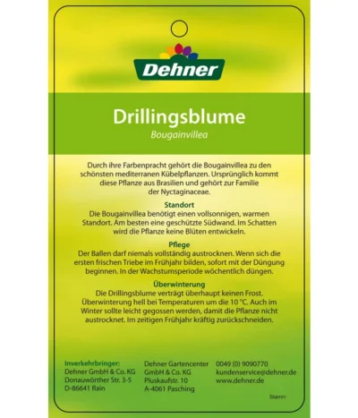 Drillingsblume, Ministamm -Haus Pflanzen Welt 8583700 DrillingsblumeStamm 28012016 2