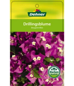 Drillingsblume, Ministamm -Haus Pflanzen Welt 8583700 Drillingsblume 28012016 1