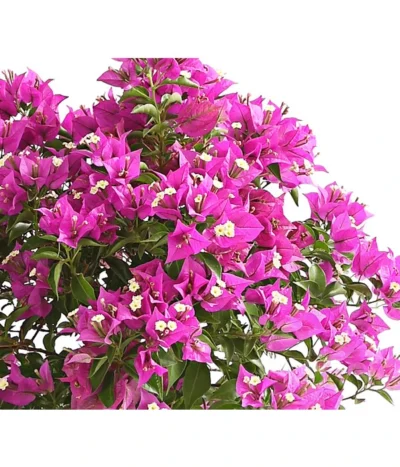 Drillingsblume, Stämmchen -Haus Pflanzen Welt 8583700 WE DE 001 BougainvilleaStammT20DrillingsblumeDehnerExpressHerzig