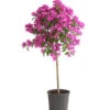 Drillingsblume, Stämmchen -Haus Pflanzen Welt 8583700 WE FS 001 BougainvilleaStammT20DrillingsblumeDehnerExpressHerzig