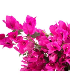 Drillingsblume 'Renate', Spalier -Haus Pflanzen Welt 8583858 WE DE 001 BougainvilleRenatePyramideT23