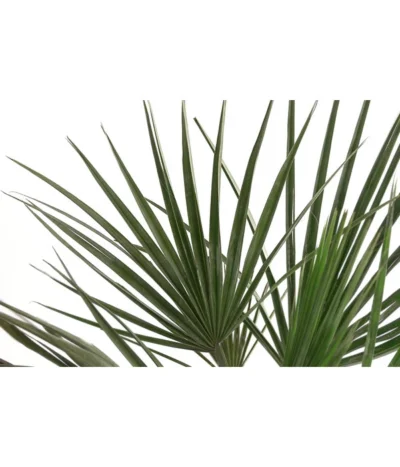 Blaue Hesperiden-Palme -Haus Pflanzen Welt 8583908 WE DE 001 BraheaArmataBlaueHesperidenpalmeT24