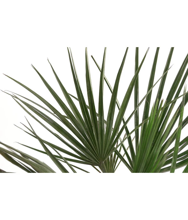 Blaue Hesperiden-Palme 4 Blaue Hesperiden-Palme – Bild 2