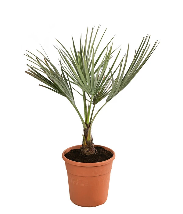 Blaue Hesperiden-Palme 3 Blaue Hesperiden-Palme