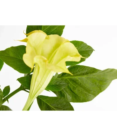 Engelstrompete -Haus Pflanzen Welt 8583932 PR DE 001 BrugmansiaMixBuschT24DehnerExpressZS