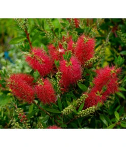 Zylinderputzer, Busch -Haus Pflanzen Welt 8584054 WE MO 001 CallistemonLaevisPixabay