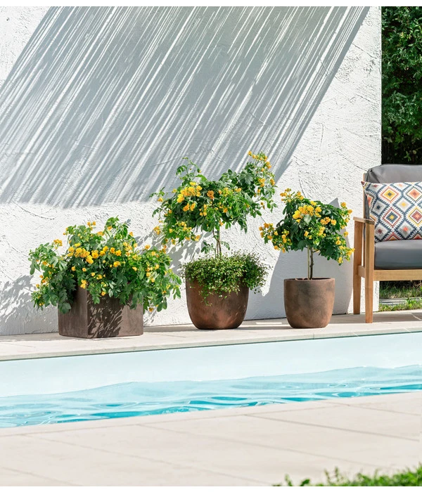 Gewürzrinde, Stämmchen 6 Gewürzrinde, Stämmchen – Bild 4