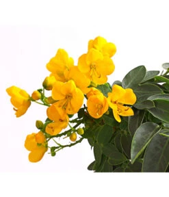 Gewürzrinde, Stämmchen 11 Gewürzrinde, Stämmchen -Haus Pflanzen Welt 8584138 WE DE 001 GewuerzrindeSennaCorymbosaCassiaT17DehnerExpressHerzig