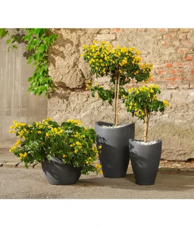 Gewürzrinde, Stämmchen -Haus Pflanzen Welt 8584153 8584138 8584203 PR MO 001 Cassia 1