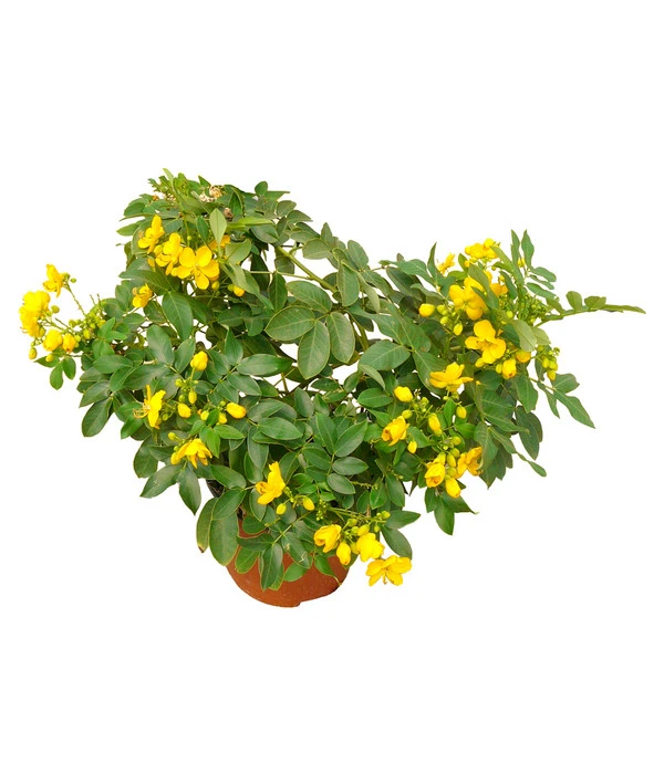 Gewürzrinde, Busch 3 Gewürzrinde, Busch