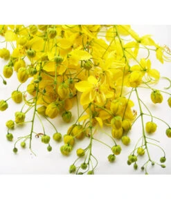 Gewürzrinde, Busch 8 Gewürzrinde, Busch -Haus Pflanzen Welt 8584153 PR DE CassiaSennaGewuerzrindePixabay