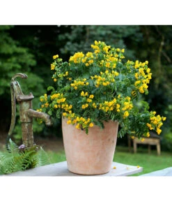 Gewürzrinde, Busch 9 Gewürzrinde, Busch -Haus Pflanzen Welt 8584153 PR MO 001 CassiaSennaGewuerzrindeTerrakottaTopfRund3tlg