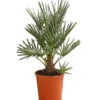 Blaue Zwergpalme 1 Blaue Zwergpalme -Haus Pflanzen Welt 8584401 WE FS 001 ChamaeropsHumillisOWCeriferaT18DehnerExpressHerzig