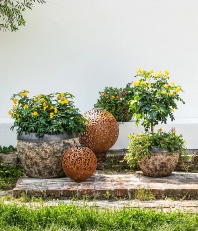 Gewürzrinde, Stämmchen -Haus Pflanzen Welt 8584583 8584138 8584153 WE MO 002 PortulacSchale GC08 2022 1