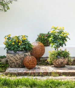 Gewürzrinde, Busch 11 Gewürzrinde, Busch -Haus Pflanzen Welt 8584583 8584138 8584153 WE MO 002 PortulacSchale GC08 2022