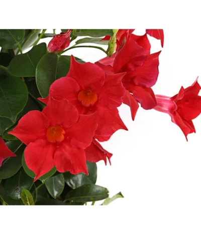 Dipladenie, Pyramide -Haus Pflanzen Welt 8584864 PR DE 001 DipladeniaT14rotDehnerExpressHerzig