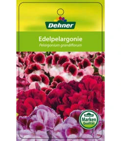 Edelgeranie, Stämmchen -Haus Pflanzen Welt 8585275 Edelpelargonie 04022016 1