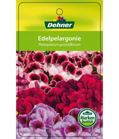 Edelgeranie, Stämmchen -Haus Pflanzen Welt 8585275 Edelpelargonie 04022016 1