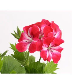 Edelgeranie, Stämmchen -Haus Pflanzen Welt 8585275 PR DE 003 EdelpelargonienStammT19DehnerExpressHerzig