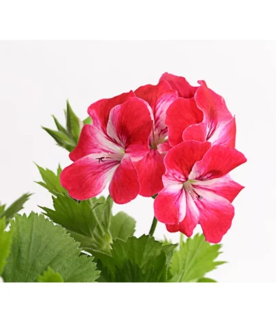 Edelgeranie, Stämmchen -Haus Pflanzen Welt 8585275 PR DE 003 EdelpelargonienStammT19DehnerExpressHerzig