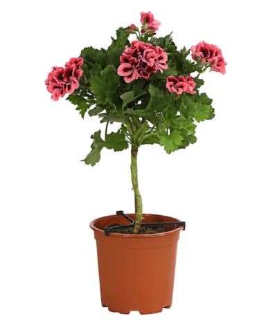 Edelgeranie, Stämmchen -Haus Pflanzen Welt 8585275 PR FS 002 EdelpelargonienStammT19DehnerExpressHerzig