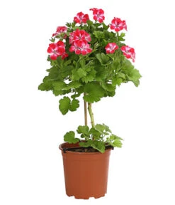 Edelgeranie, Stämmchen -Haus Pflanzen Welt 8585275 PR FS 003 EdelpelargonienStammT19DehnerExpressHerzig