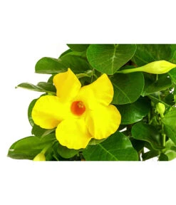 Dipladenie 'Diamantina®', Pyramide -Haus Pflanzen Welt 8585309 WE DE 001 DipladenieDiamantinaGelbPyramide