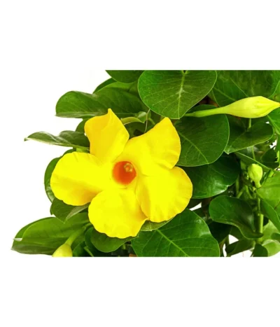 Dipladenie 'Diamantina®', Pyramide -Haus Pflanzen Welt 8585309 WE DE 001 DipladenieDiamantinaGelbPyramide