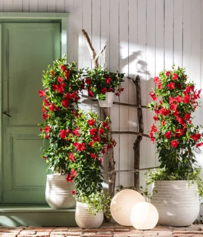 Dipladenie, Pyramide -Haus Pflanzen Welt 8585341 WE MO 001 DipladeniaPyramideTorT21