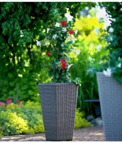 Dipladenien-Duo, Pyramide -Haus Pflanzen Welt 8585622 8585655 we MO 001 Kuebelpflanzen herzig 3335