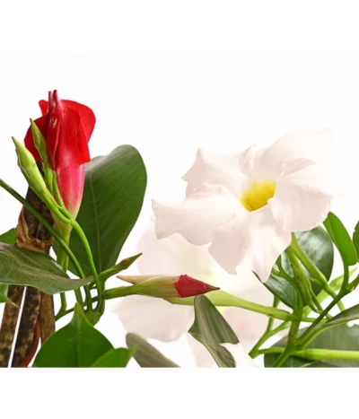 Dipladenien-Duo, Pyramide -Haus Pflanzen Welt 8585622 WE DE 001 DipladenieDipladeniaTwinPyramideT17OWDehnerExpressHerzig