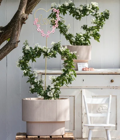 Jasminblütiger Nachtschatten, Herz -Haus Pflanzen Welt 8585994 8591562 WE MO 001 SolanumHerzJasminT25