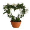 Jasminblütiger Nachtschatten, Herz 2 Jasminblütiger Nachtschatten, Herz -Haus Pflanzen Welt 8585994 PR FS 001 SolanumJasminoidesSommerjasminHerzKleinT17DehnerExpressHerzig
