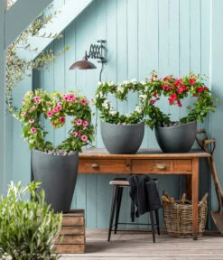 Jasminblütiger Nachtschatten, Herz -Haus Pflanzen Welt 8585994 WE MO 001 NachtschattenSolanumJasmionides