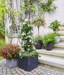 Jasminblütiger Nachtschatten, Stämmchen -Haus Pflanzen Welt 8586083 WE MO 001 DipladeniaFuchsie