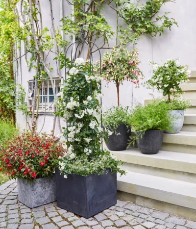 Jasminblütiger Nachtschatten, Stämmchen -Haus Pflanzen Welt 8586083 WE MO 001 DipladeniaFuchsie