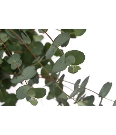 Eukalyptus, Stämmchen -Haus Pflanzen Welt 8586133 WE DE 001 EucalyptusGuniiStammT17DehnerExpressHerzig