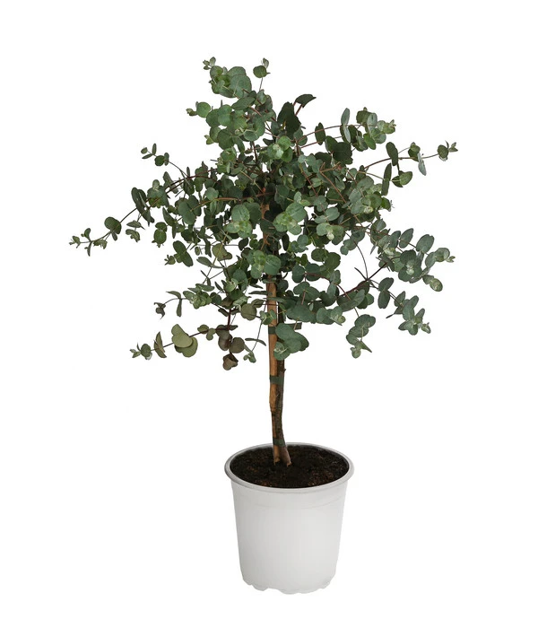 Eukalyptus, Stämmchen 3 Eukalyptus, Stämmchen