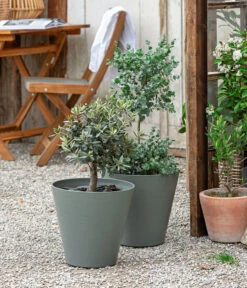 Eukalyptus, Stämmchen 10 Eukalyptus, Stämmchen -Haus Pflanzen Welt 8586133 WE MO 001 Eukalyptus