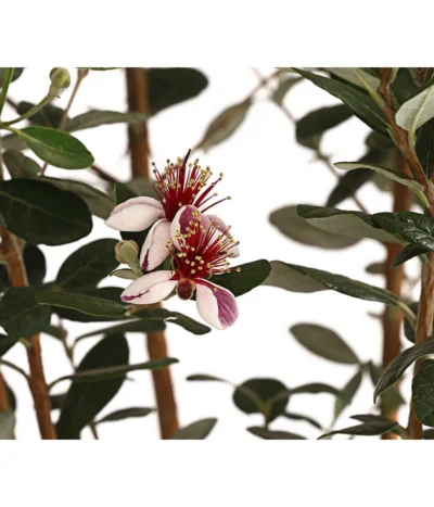 Brasilianische Guave -Haus Pflanzen Welt 8586158 WE DE 001 FeijoaSellowianaAccaSellowiana