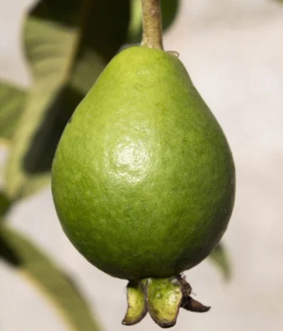 Brasilianische Guave -Haus Pflanzen Welt 8586158 WE DE 002 BrasilianischeGuaveFrucht