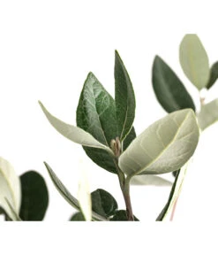 Brasilianische Guave -Haus Pflanzen Welt 8586158 WE DE 002 FeijoaSelowianaBuschT24BrasilianischeGuave