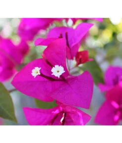 Drillingsblume, Busch 5 Drillingsblume, Busch -Haus Pflanzen Welt 8586836 PR DE 001 BougainvilleaBuschPixabay