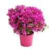 Drillingsblume, Busch -Haus Pflanzen Welt 8586836 PR FS 001 BougainvilleaBuschT14OWDehnerExpressHerzig