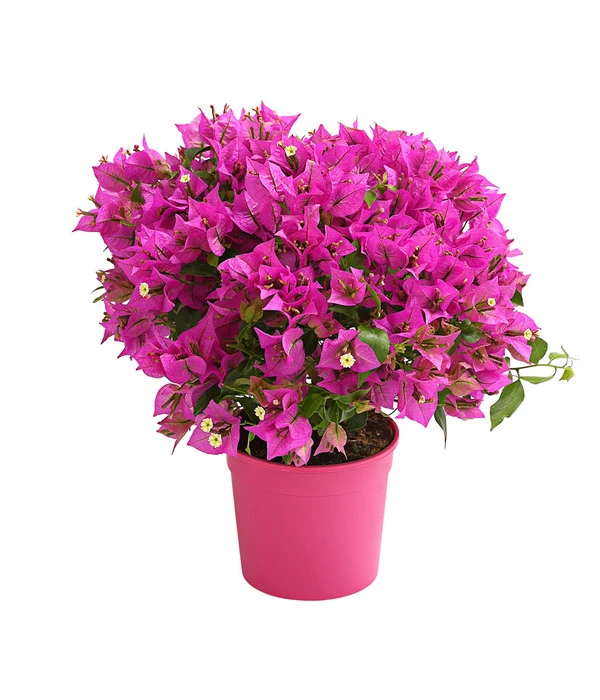 Drillingsblume, Busch 3 Drillingsblume, Busch